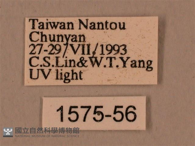 背中白天蛾藏品圖，第3張