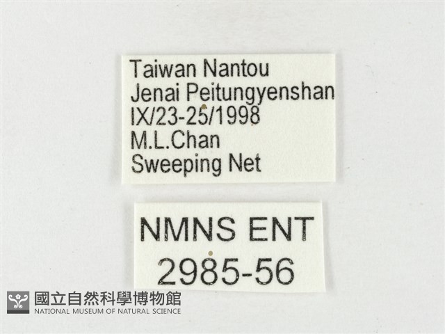 紋黃粉蝶藏品圖，第3張