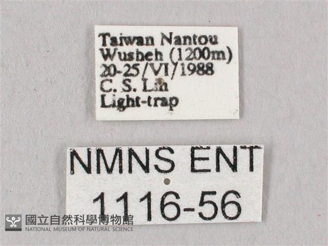 桃紅六點天蛾藏品圖，第3張