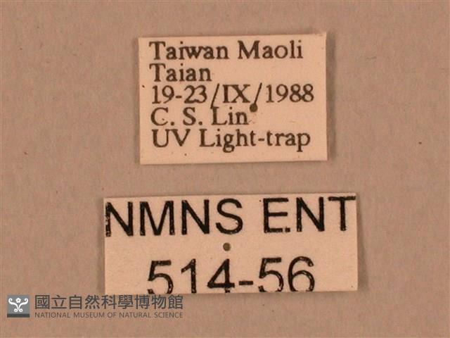 棕綠背線天蛾藏品圖，第3張