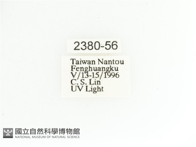 艷金龜藏品圖，第2張