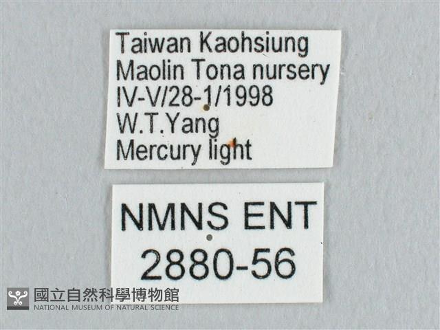 鉛斑帶鉤蛾藏品圖，第3張