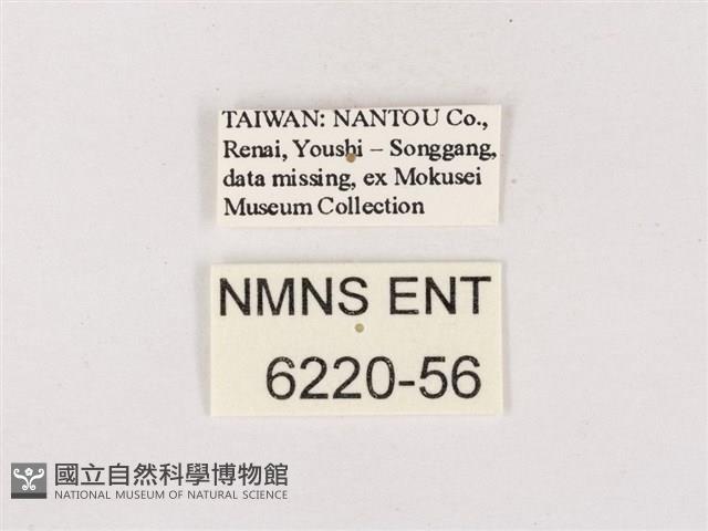 折線灰蝶藏品圖，第3張