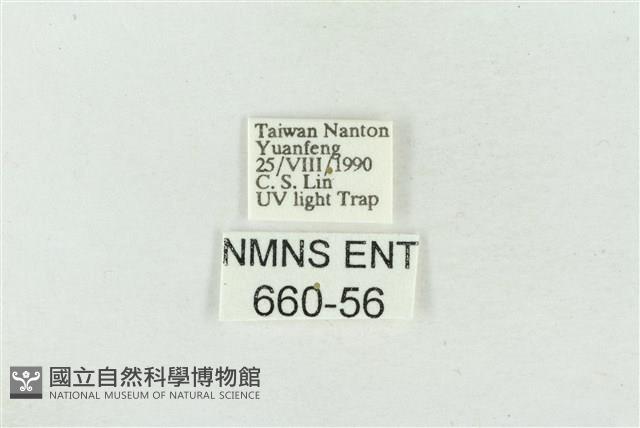 臺美波紋蛾藏品圖，第3張