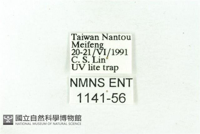 赭新污燈蛾藏品圖，第3張