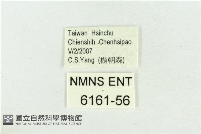 阿里山鐵灰蝶藏品圖，第3張