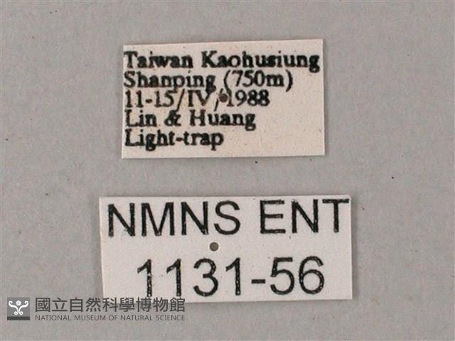 綠背斜紋天蛾藏品圖，第3張