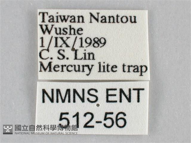 橙帶藍尺蛾藏品圖，第3張