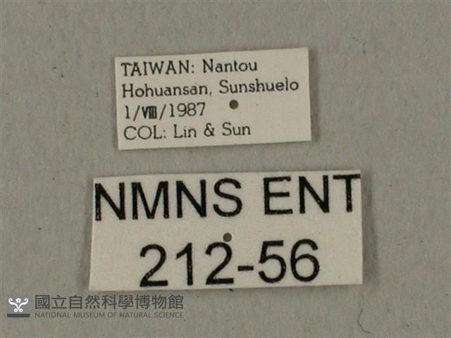 蝦殼天蛾藏品圖，第3張