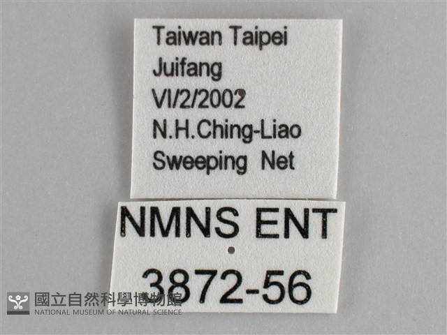 斐豹蛺蝶藏品圖，第3張