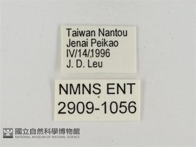 淡褐脈粉蝶藏品圖，第3張