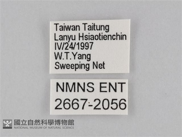 小波眼蝶藏品圖，第3張