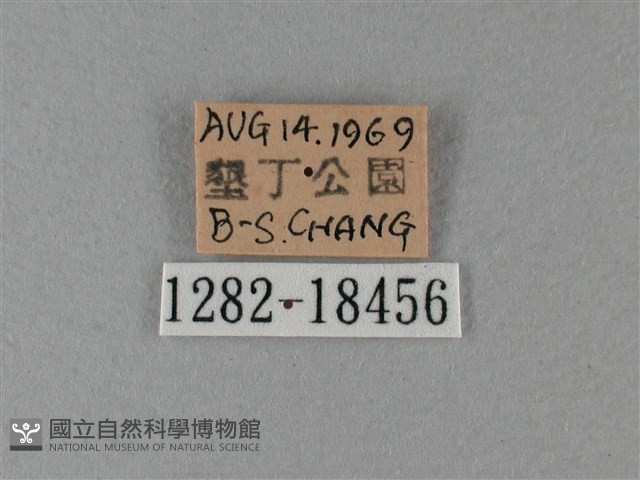 大白斑蝶藏品圖，第3張