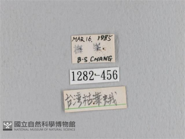 臺灣枯葉蛾藏品圖，第3張