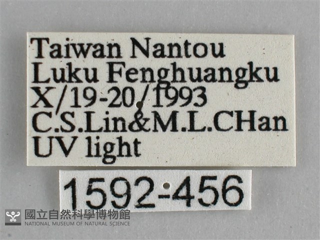藍紋鋸眼蝶藏品圖，第3張