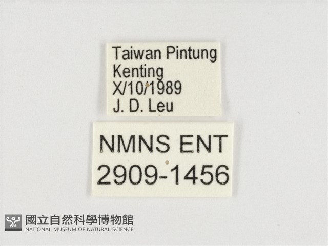 小紫斑蝶藏品圖，第3張