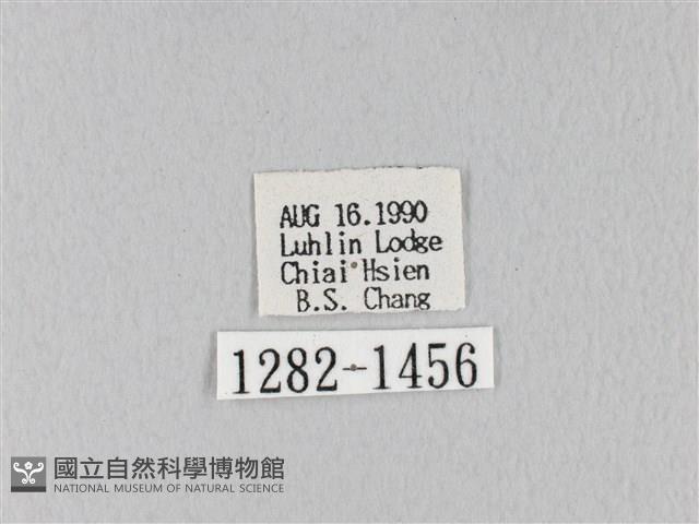 褐斜帶枯葉蛾藏品圖，第3張