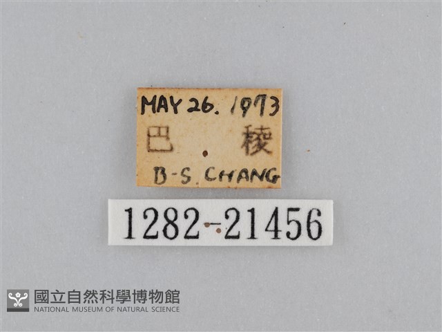 江崎波眼蝶藏品圖，第3張