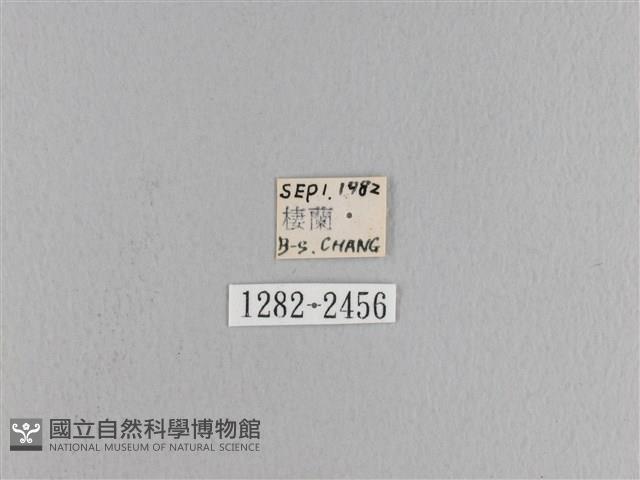 松大毛蟲藏品圖，第3張