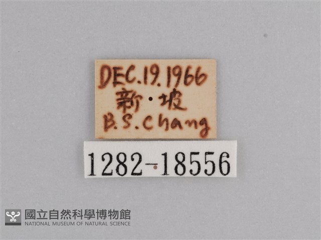 樺斑蝶藏品圖，第3張