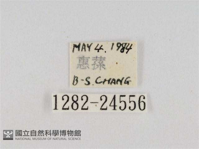 線紋篩蛾藏品圖，第3張