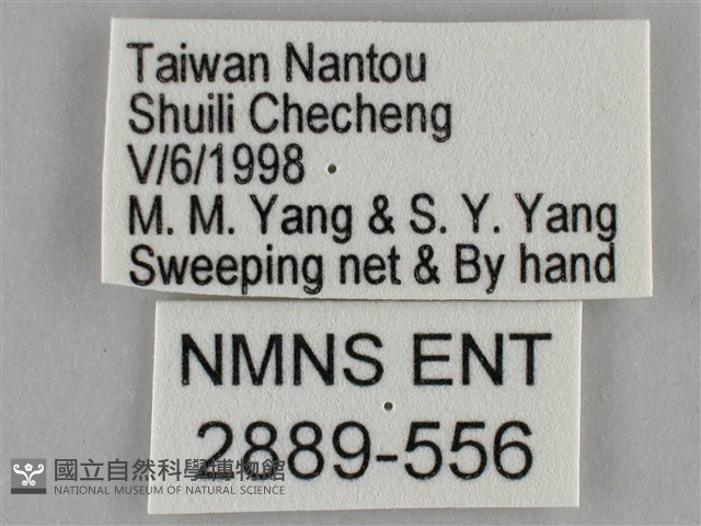 纖粉蝶藏品圖，第3張
