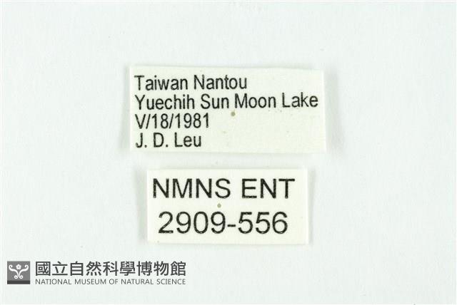 蘭灰蝶藏品圖，第3張