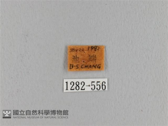 波紋枯葉蛾藏品圖，第3張