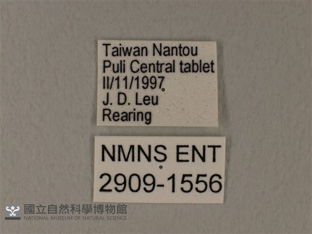 白粉蝶、紋白蝶藏品圖，第3張