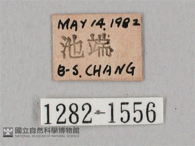 粗斜紋天蛾藏品圖，第3張