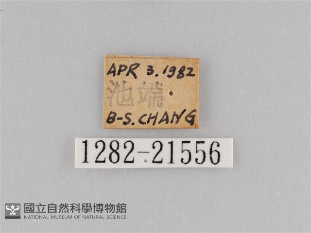 深山黛眼蝶藏品圖，第3張