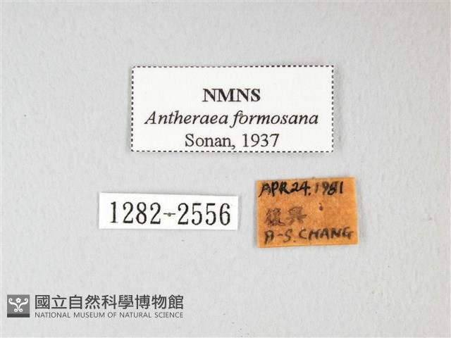 紅目天蠶蛾藏品圖，第3張