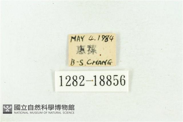 三斑虎灰蝶藏品圖，第3張