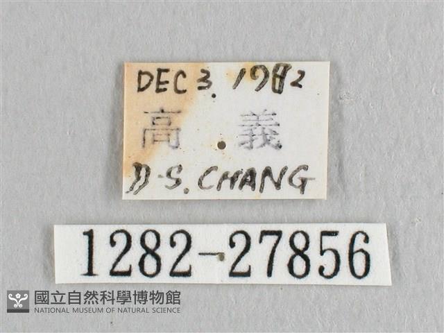 黃鉤蛾藏品圖，第3張