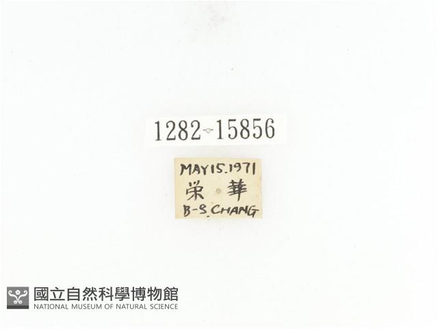 臺灣角金龜藏品圖，第2張