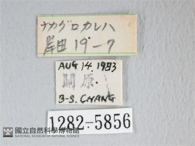 銀肩枯葉蛾藏品圖，第3張