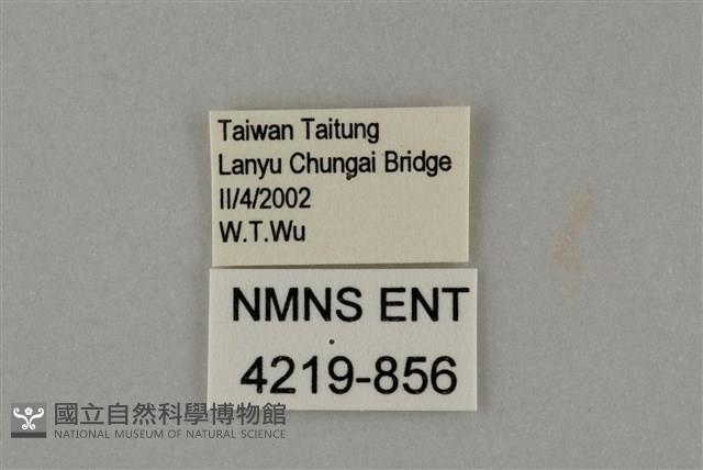 藍灰蝶沖繩亞種藏品圖，第3張