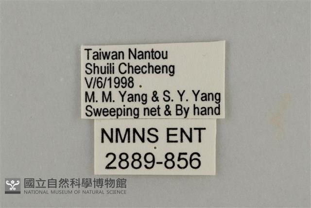 藍灰蝶沖繩亞種藏品圖，第3張