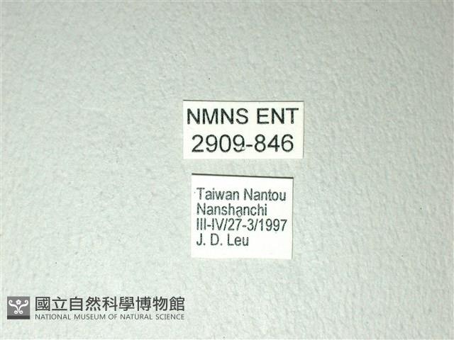 黃星斑鳳蝶藏品圖，第3張