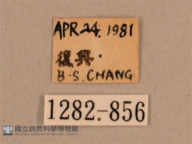 背線天蛾藏品圖，第3張