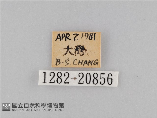 褐翅蔭眼蝶藏品圖，第3張