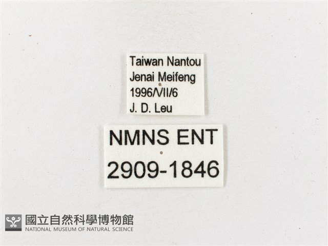 白帶波眼蝶藏品圖，第3張