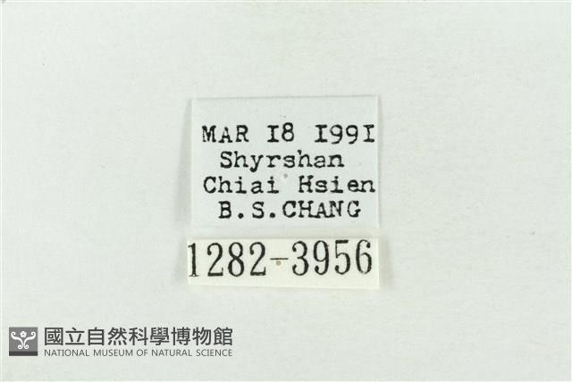 連珠波紋蛾藏品圖，第3張