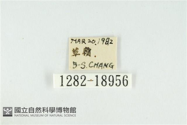 黑翅黃毒蛾藏品圖，第3張