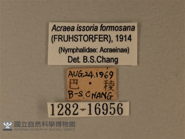 苧麻細蝶藏品圖，第3張