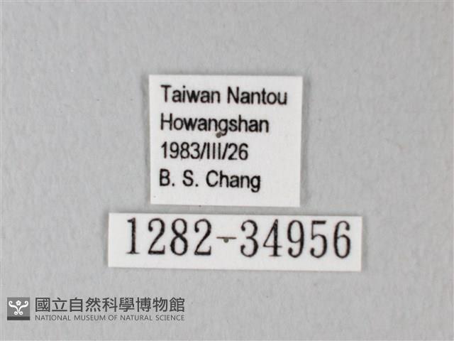 淡青雅波灰蝶藏品圖，第3張