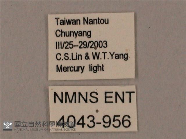 臺灣鋸翅天蛾藏品圖，第3張