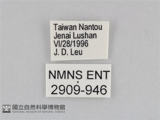 深山黛眼蝶藏品圖，第3張