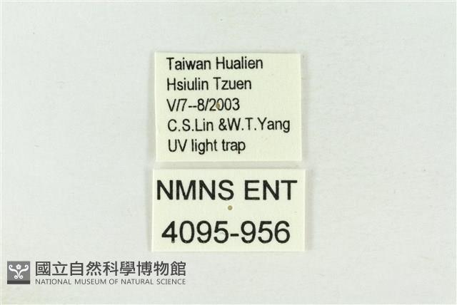 棍棒污燈蛾藏品圖，第3張