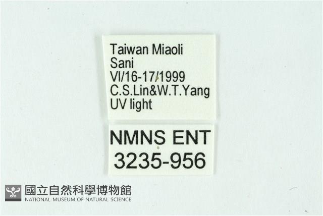 三條橙燈蛾藏品圖，第3張